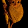 Nartoun zapadosundsky - Tarsius bancanus - Western Horsfields Tarsier o6620